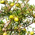 Argan z plodů argania spinosa